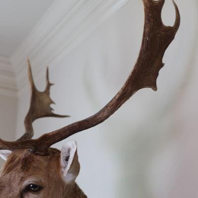 14-Point Fallow Deer Shoulder Mount