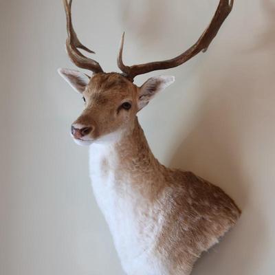 14-Point Fallow Deer Shoulder Mount