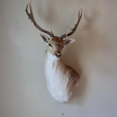 14-Point Fallow Deer Shoulder Mount