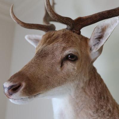 14-Point Fallow Deer Shoulder Mount