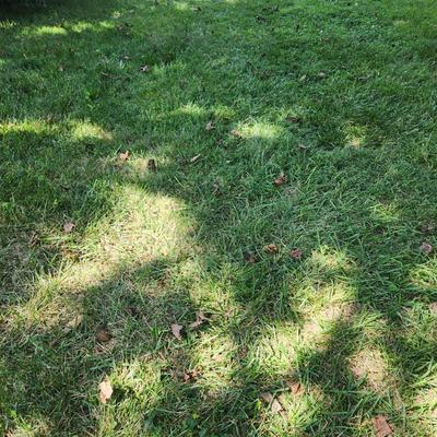 Vintage Red Wizard Push lawn Mower Tested Working
