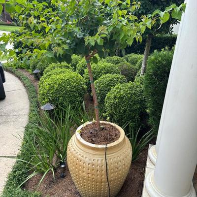 Pair of Large Glazed Ceramic Planters with Live Ornamental Trees – 30” Tall Pots