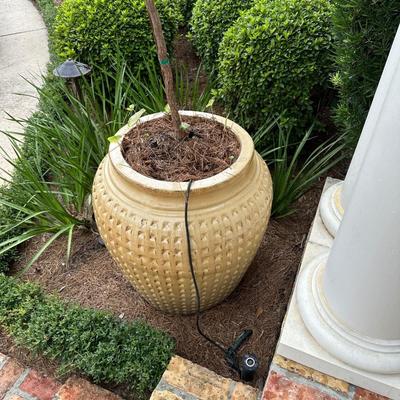 Pair of Large Glazed Ceramic Planters with Live Ornamental Trees – 30” Tall Pots