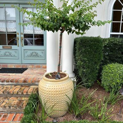Pair of Large Glazed Ceramic Planters with Live Ornamental Trees – 30” Tall Pots