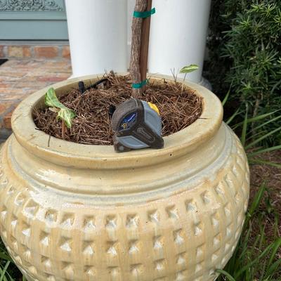 Pair of Large Glazed Ceramic Planters with Live Ornamental Trees – 30” Tall Pots