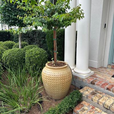 Pair of Large Glazed Ceramic Planters with Live Ornamental Trees – 30” Tall Pots