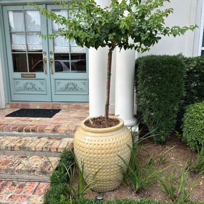 Pair of Large Glazed Ceramic Planters with Live Ornamental Trees – 30” Tall Pots