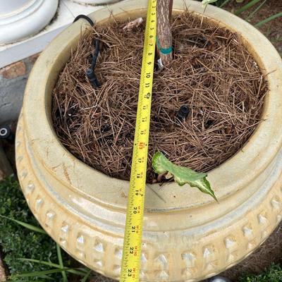 Pair of Large Glazed Ceramic Planters with Live Ornamental Trees – 30” Tall Pots