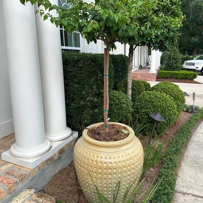 Pair of Large Glazed Ceramic Planters with Live Ornamental Trees – 30” Tall Pots