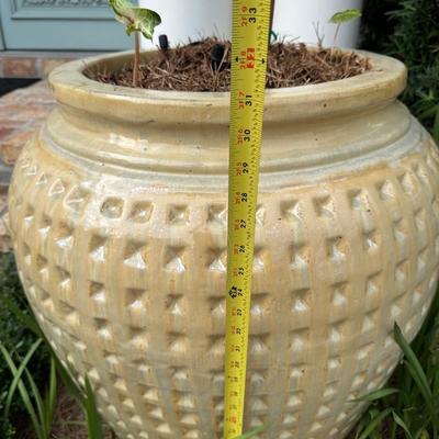 Pair of Large Glazed Ceramic Planters with Live Ornamental Trees – 30” Tall Pots