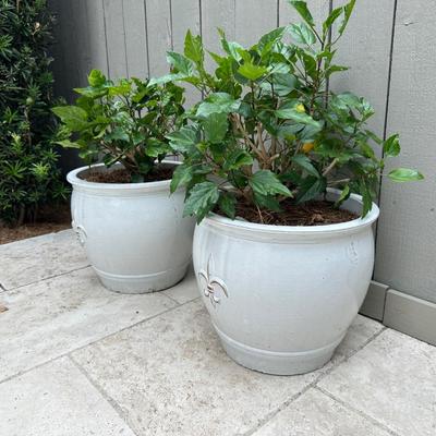 Glazed Ceramic Fleur-de-Lis Potted Hibiscus Plants – Matching Pair
