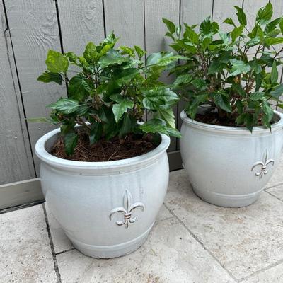 Glazed Ceramic Fleur-de-Lis Potted Hibiscus Plants – Matching Pair