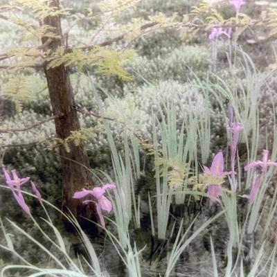 Set of 4 Hand-Colored Landscape Prints by Harriet Blum