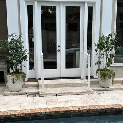 Pair of 20” Tall Ceramic Planters with Ficus Trees & Creeping Jenny