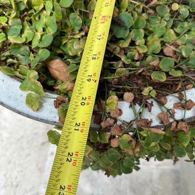 Pair of 20” Tall Ceramic Planters with Ficus Trees & Creeping Jenny