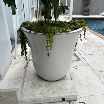 Pair of 20” Tall Ceramic Planters with Ficus Trees & Creeping Jenny