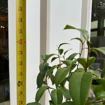 Pair of 20” Tall Ceramic Planters with Ficus Trees & Creeping Jenny