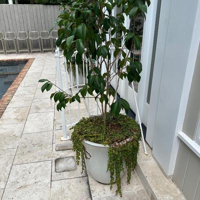 Pair of 20” Tall Ceramic Planters with Ficus Trees & Creeping Jenny