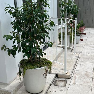 Pair of 20” Tall Ceramic Planters with Ficus Trees & Creeping Jenny