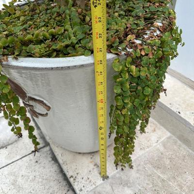 Pair of 20” Tall Ceramic Planters with Ficus Trees & Creeping Jenny