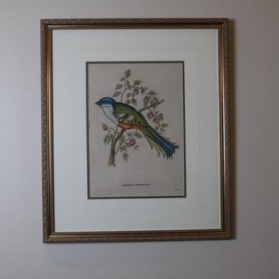 Pair of Framed John Gould Bird Prints – Trogon Temminckii & Trogon Ambiguus