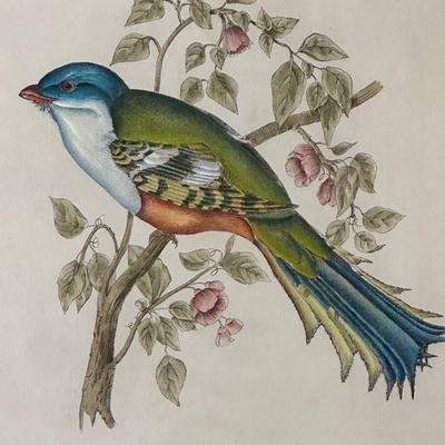 Pair of Framed John Gould Bird Prints – Trogon Temminckii & Trogon Ambiguus