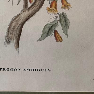 Pair of Framed John Gould Bird Prints – Trogon Temminckii & Trogon Ambiguus