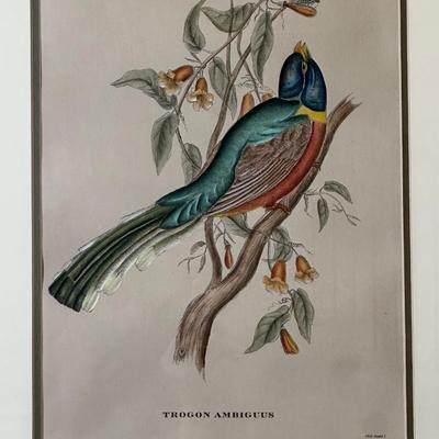 Pair of Framed John Gould Bird Prints – Trogon Temminckii & Trogon Ambiguus