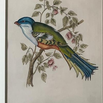 Pair of Framed John Gould Bird Prints – Trogon Temminckii & Trogon Ambiguus