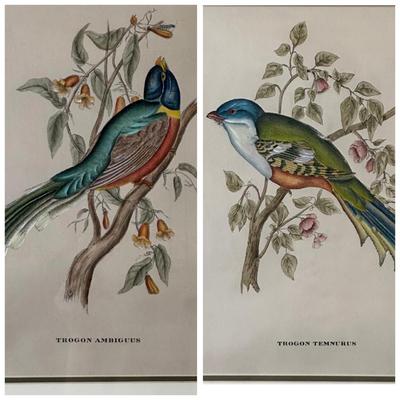 Pair of Framed John Gould Bird Prints – Trogon Temminckii & Trogon Ambiguus