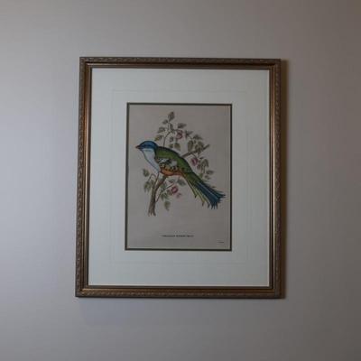 Pair of Framed John Gould Bird Prints – Trogon Temminckii & Trogon Ambiguus