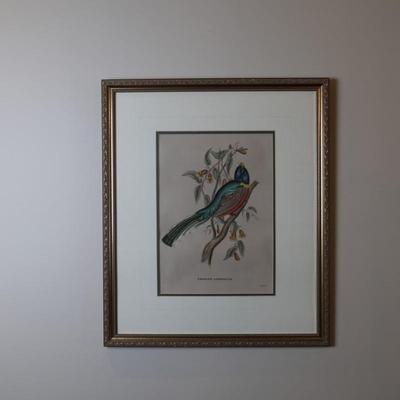 Pair of Framed John Gould Bird Prints – Trogon Temminckii & Trogon Ambiguus