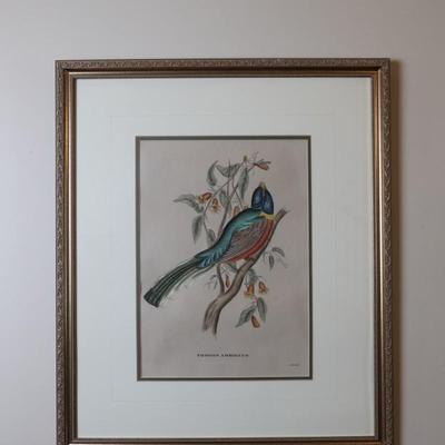 Pair of Framed John Gould Bird Prints – Trogon Temminckii & Trogon Ambiguus