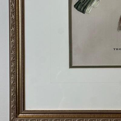 Pair of Framed John Gould Bird Prints – Trogon Temminckii & Trogon Ambiguus