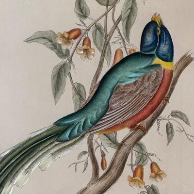 Pair of Framed John Gould Bird Prints – Trogon Temminckii & Trogon Ambiguus