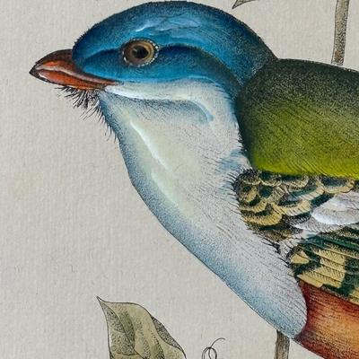 Pair of Framed John Gould Bird Prints – Trogon Temminckii & Trogon Ambiguus