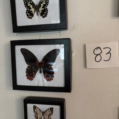 Butterflies and More