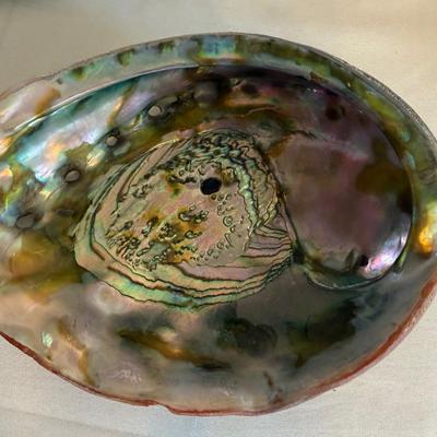 Abalone shell plus