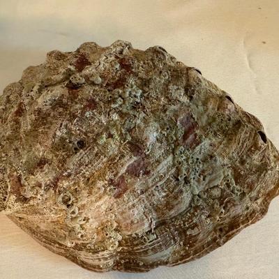 Abalone shell plus