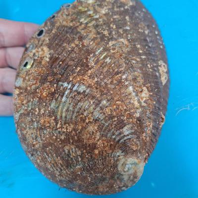Large Abalone shell