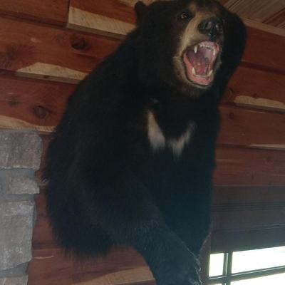 Black Bear 1/2 Body mount Taxidermy