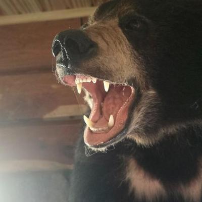 Black Bear 1/2 Body mount Taxidermy