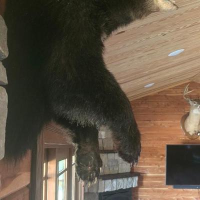 Black Bear 1/2 Body mount Taxidermy