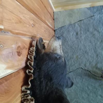 Black Bear Skin Rug with Head and open mouth