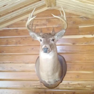 Large Buck Taxidermy Mount