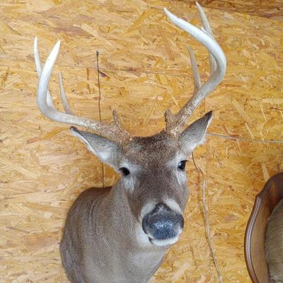 Taxidermy Deer Mount