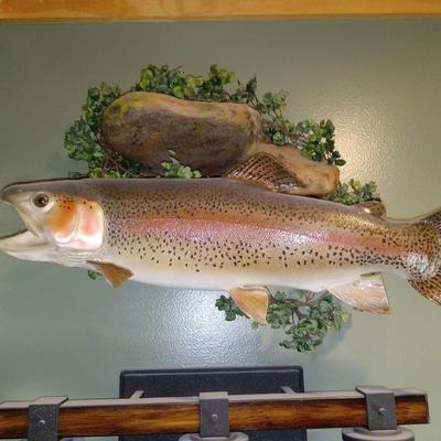 Nice Trout Mount