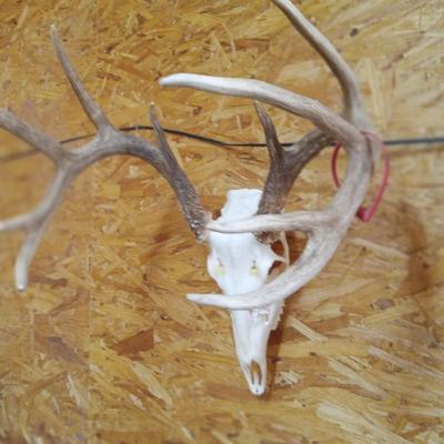 Deer Antlers & Skull