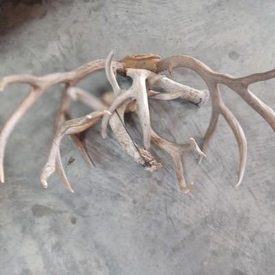Lot of Deer Antler sheds