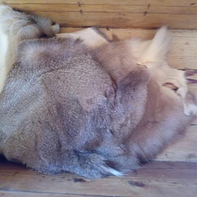 Coyote and deer Hyde